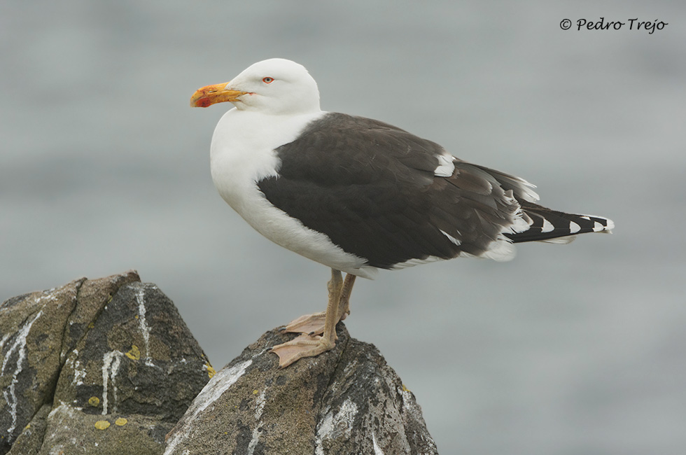 Gavión atlántico (Larus marinus)